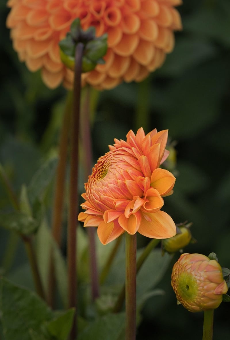 Botanical Backdrop Shots