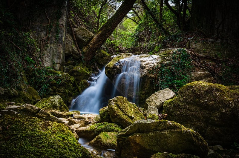 Romantic Forest Photos