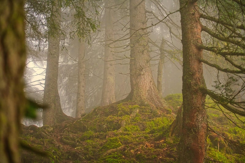 Magical Woodland Atmosphere