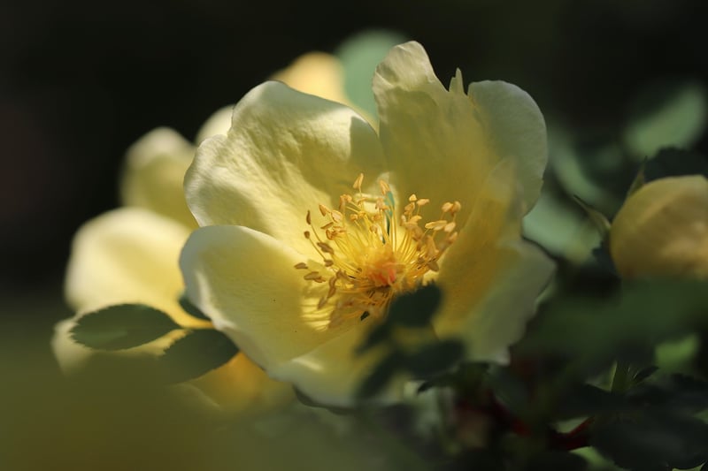 Blooming Beauties